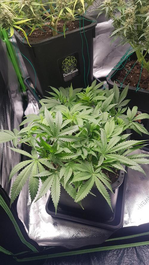 Gmo x Rootbeer. Week 6