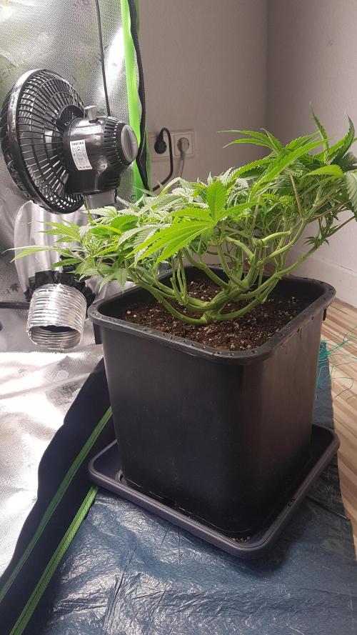 Gmo x Rootbeer. Week 6