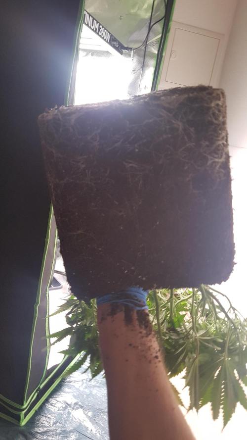 Gmo x Rootbeer. Week 6