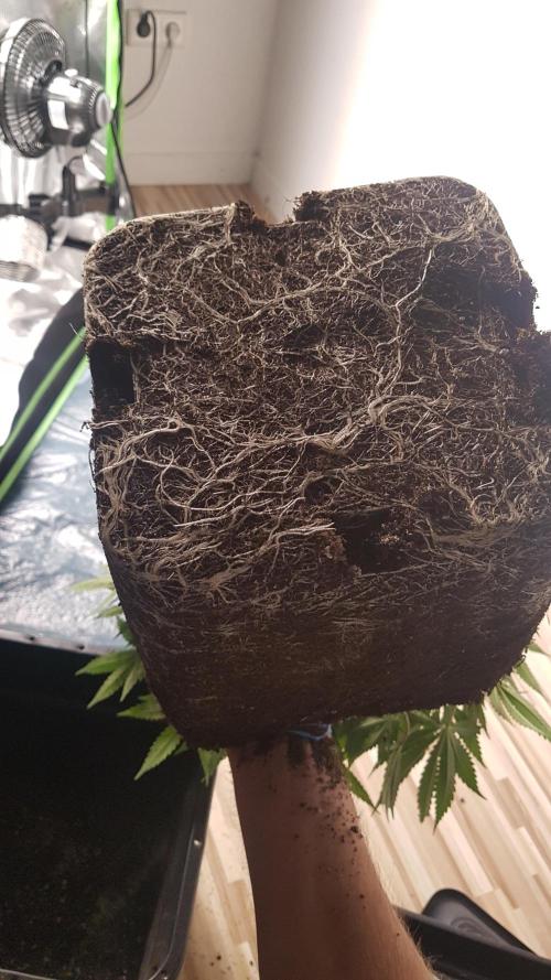 Gmo x Rootbeer. Week 6