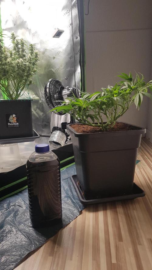 Gmo x Rootbeer. Week 6