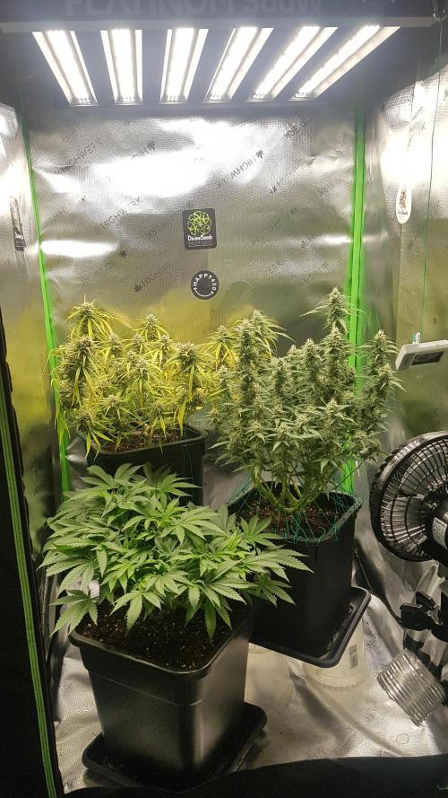 Gmo x Rootbeer. Week 6