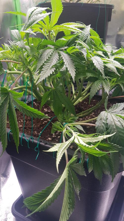 Gmo x Rootbeer. Week 6