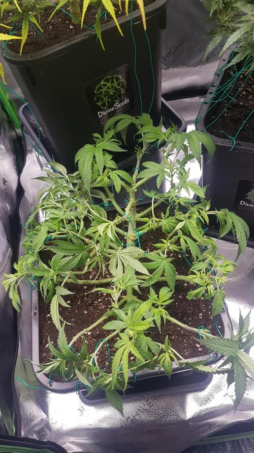 Gmo x Rootbeer. Week 6