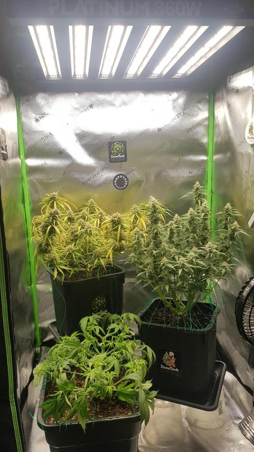 Gmo x Rootbeer. Week 6