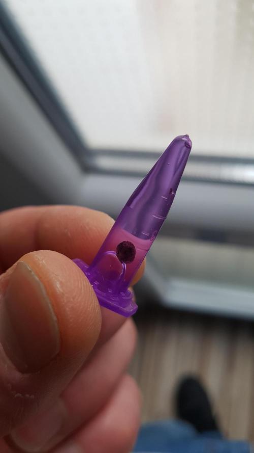 White coconut pie. Week 0