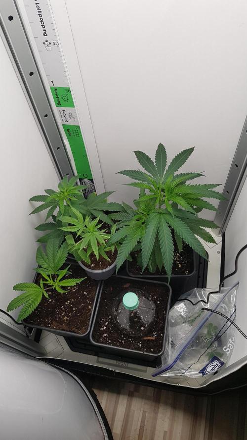 White coconut pie. Week 0