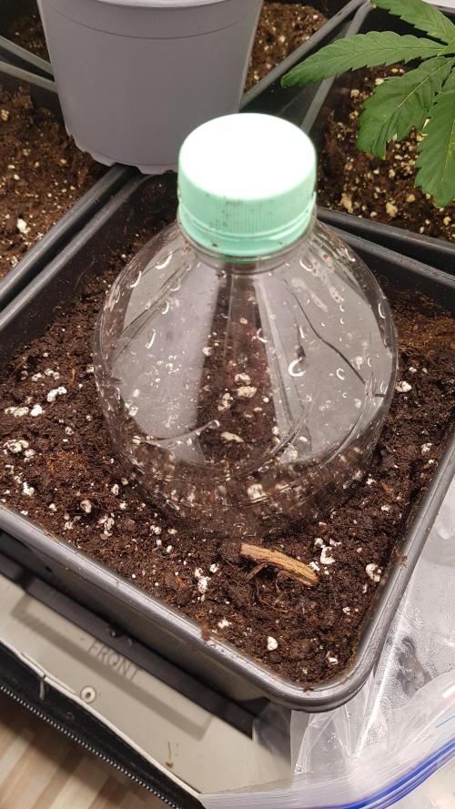 White coconut pie. Week 0