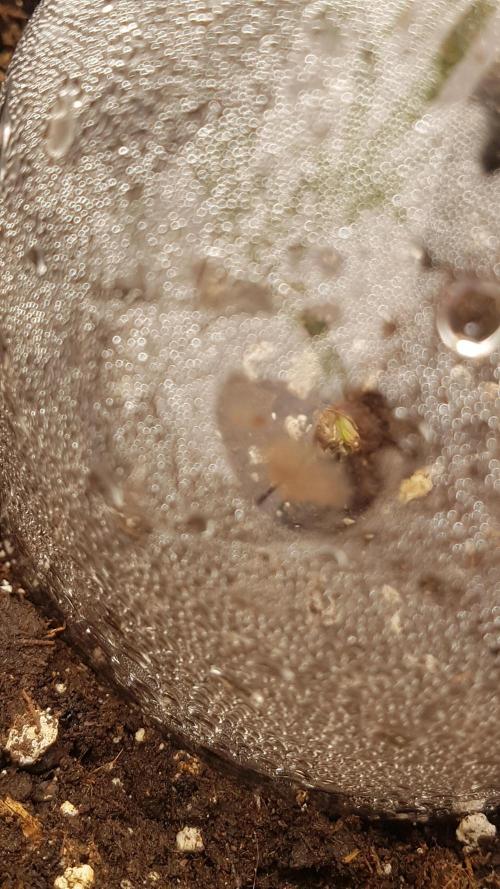 White coconut pie. Week 1