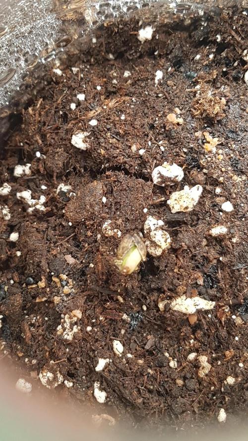 White coconut pie. Week 1