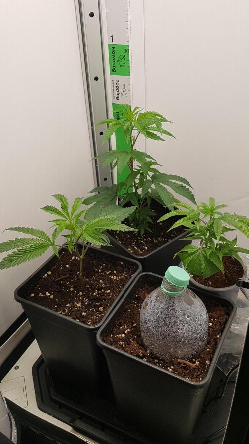 White coconut pie. Week 1