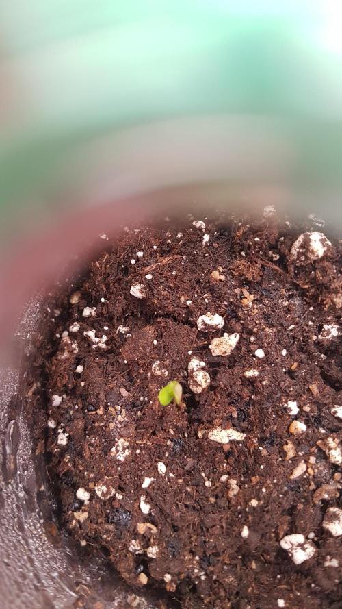 White coconut pie. Week 1