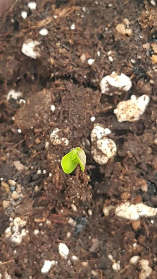 White coconut pie. Week 1