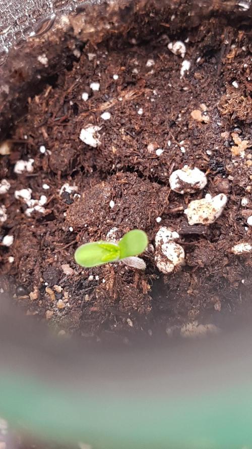 White coconut pie. Week 1