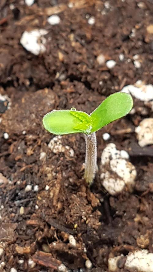 White coconut pie. Week 1