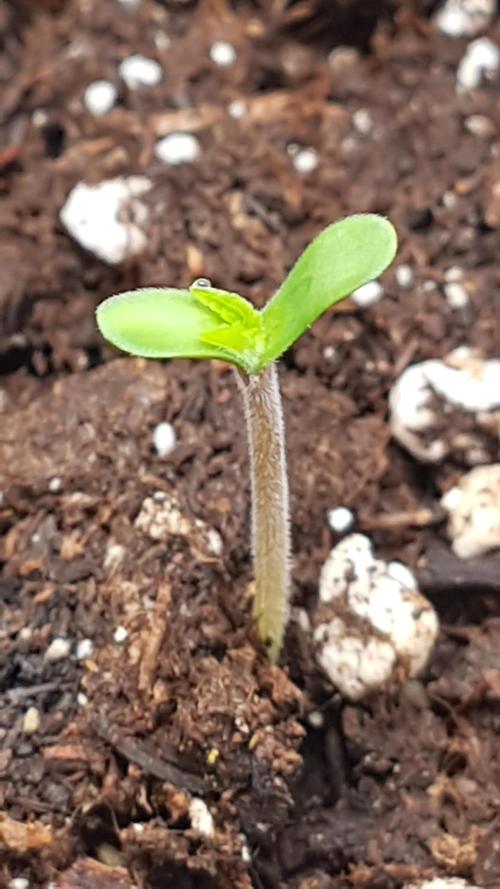 White coconut pie. Week 1