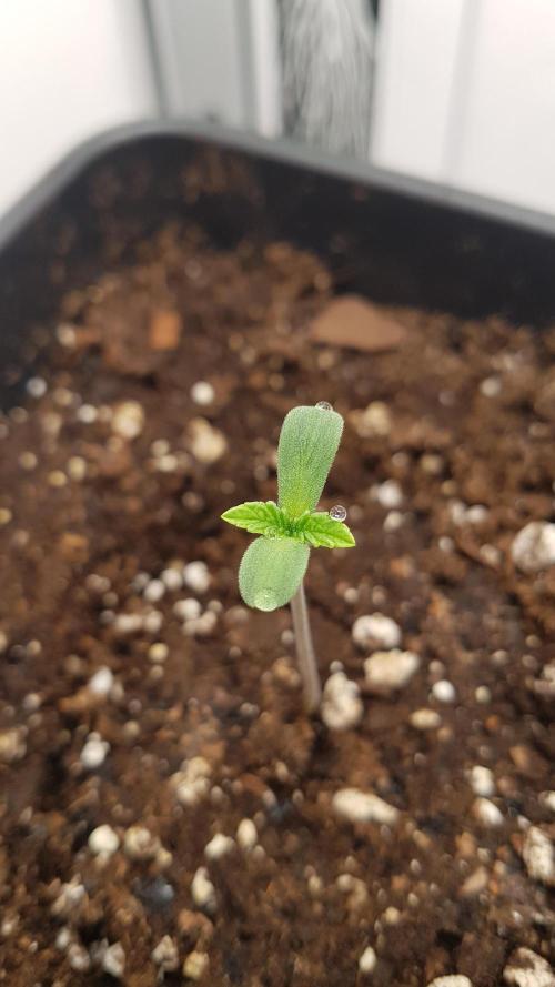 White coconut pie. Week 1