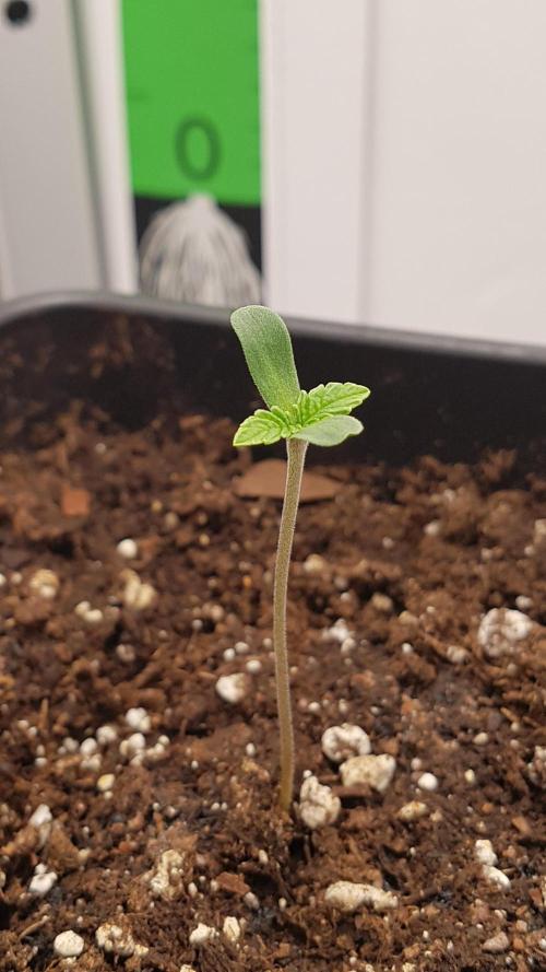 White coconut pie. Week 1