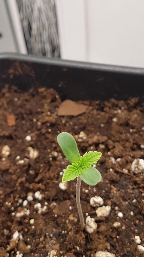 White coconut pie. Week 1