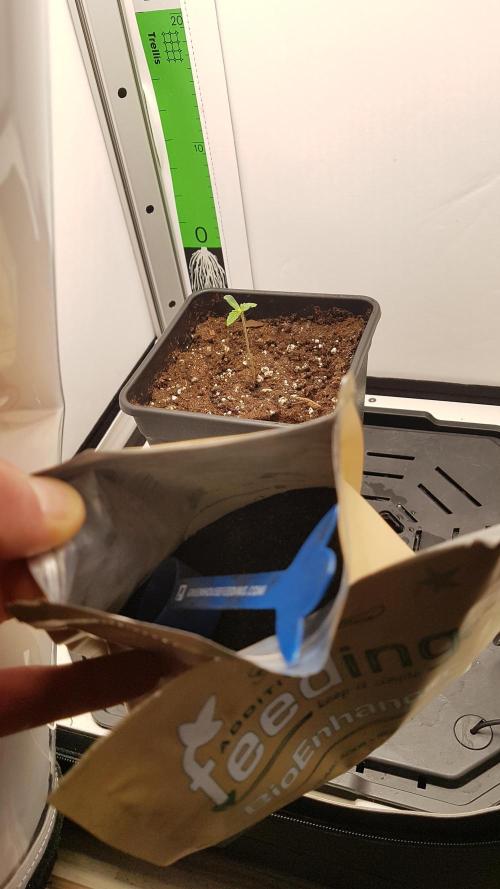 White coconut pie. Week 1