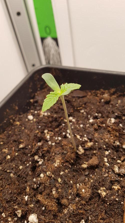 White coconut pie. Week 1