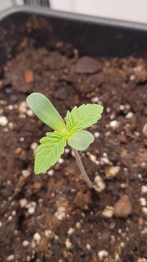 White coconut pie. Week 1