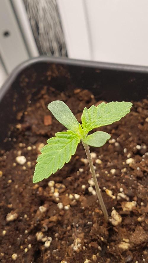 White coconut pie. Week 1