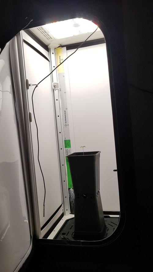 White coconut pie. Week 1