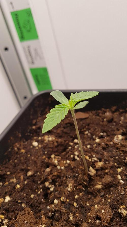 White coconut pie. Week 1