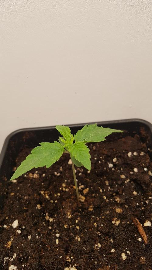White coconut pie. Week 1