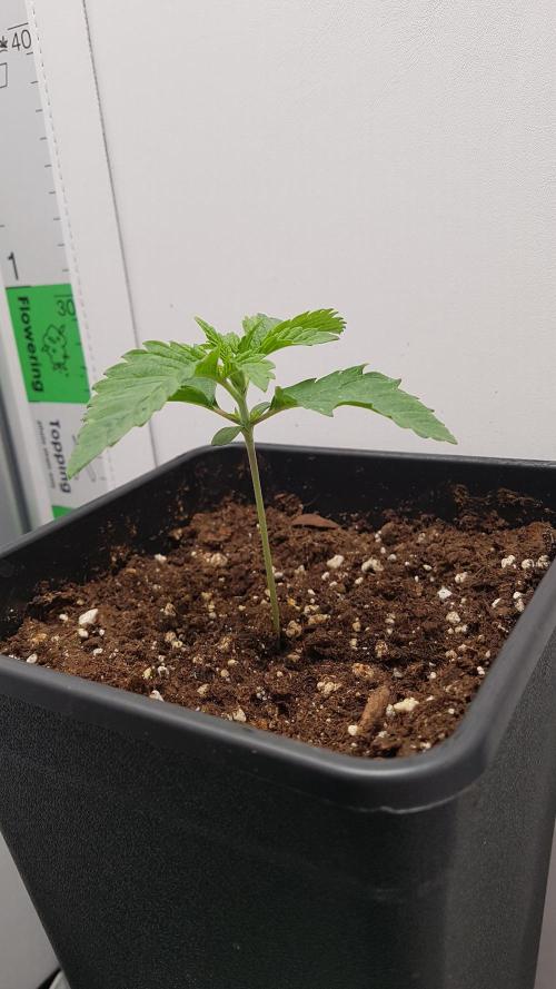 White coconut pie. Week 2