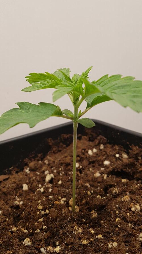 White coconut pie. Week 2