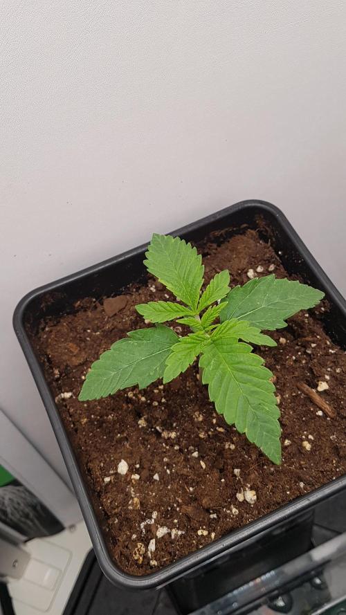 White coconut pie. Week 2