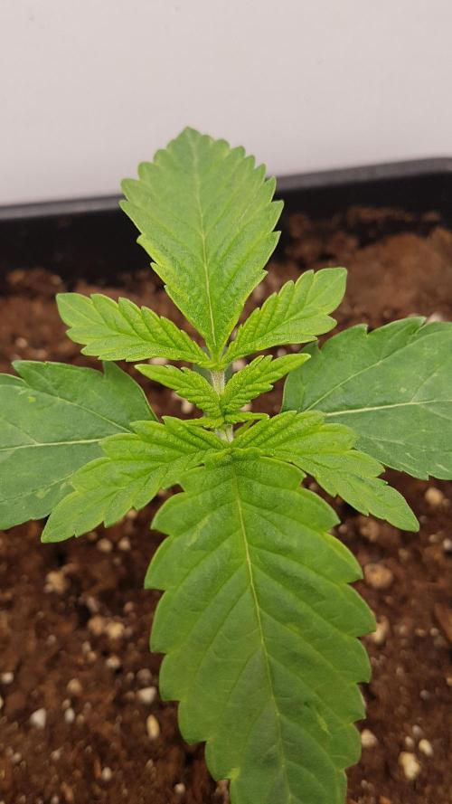 White coconut pie. Week 2