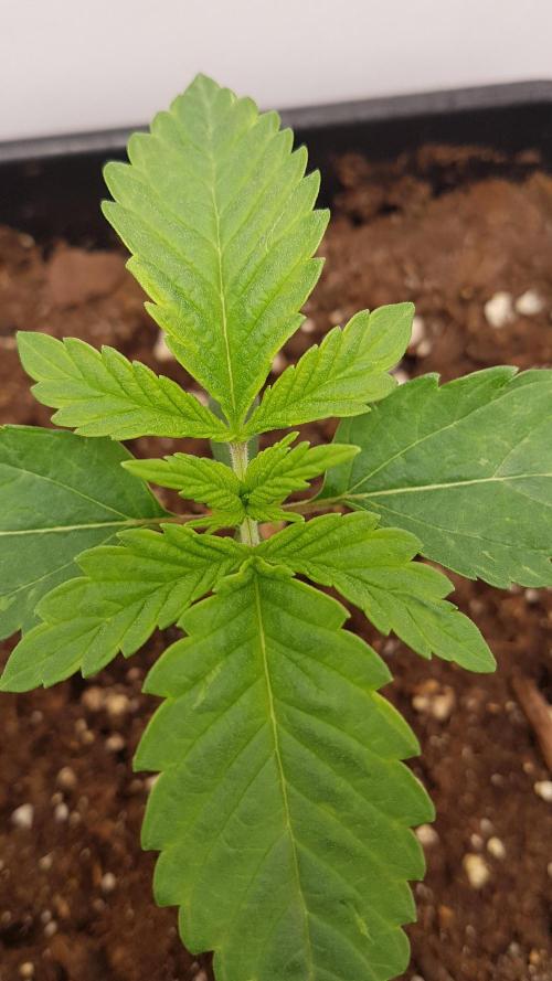 White coconut pie. Week 2