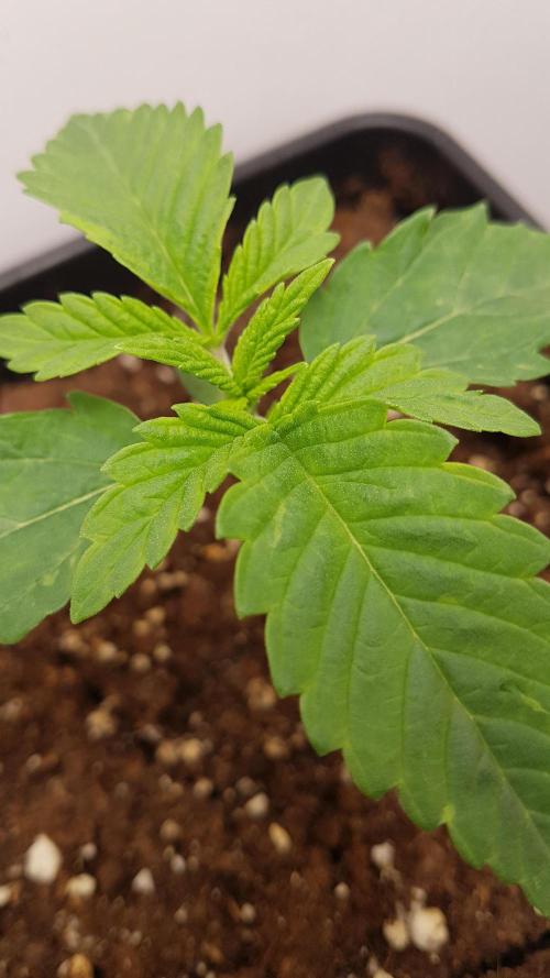 White coconut pie. Week 2