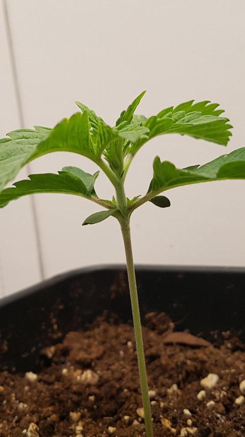 White coconut pie. Week 2