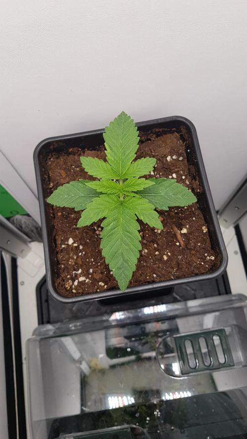 White coconut pie. Week 2