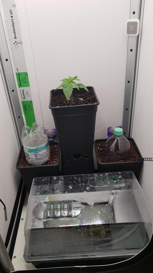 White coconut pie. Week 2