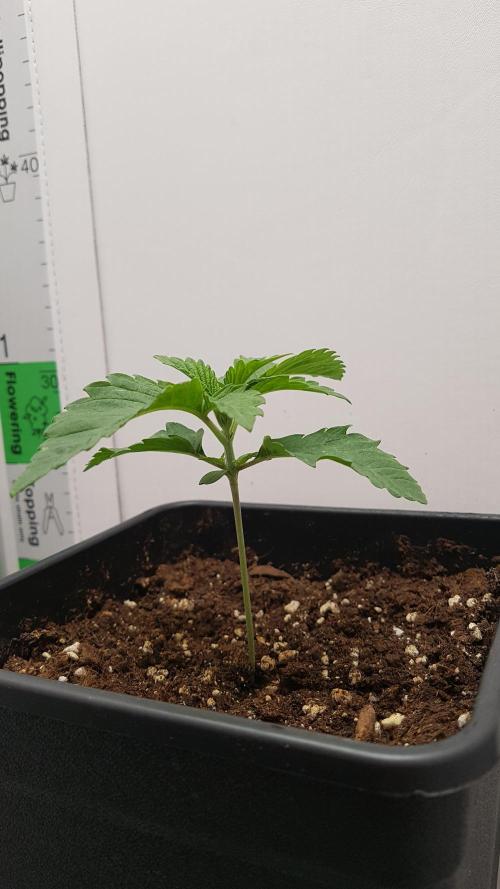 White coconut pie. Week 2