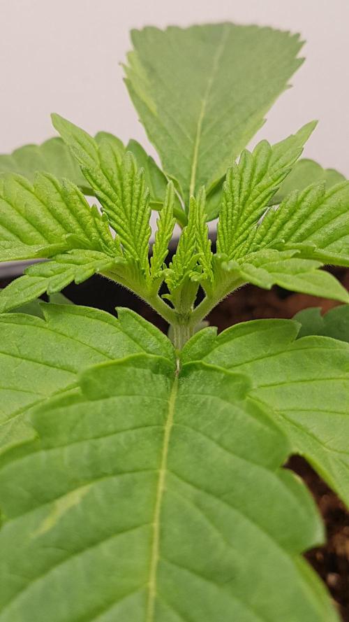 White coconut pie. Week 2