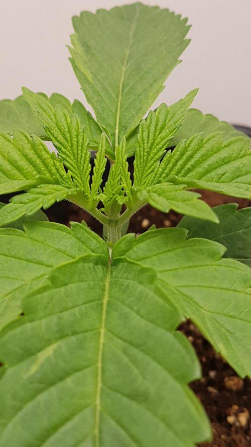 White coconut pie. Week 2