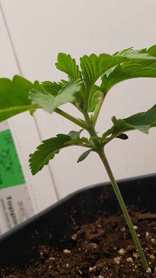 White coconut pie. Week 2