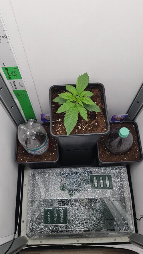 White coconut pie. Week 2