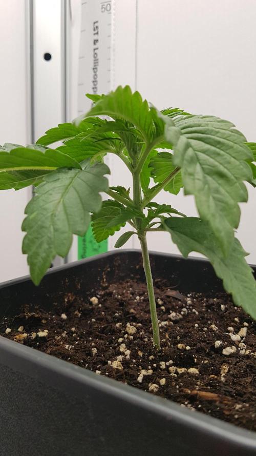 White coconut pie. Week 2