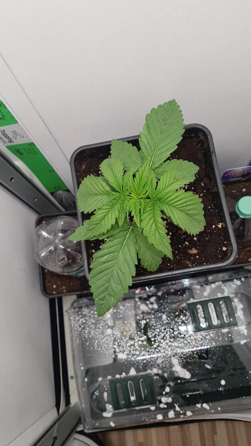 White coconut pie. Week 2