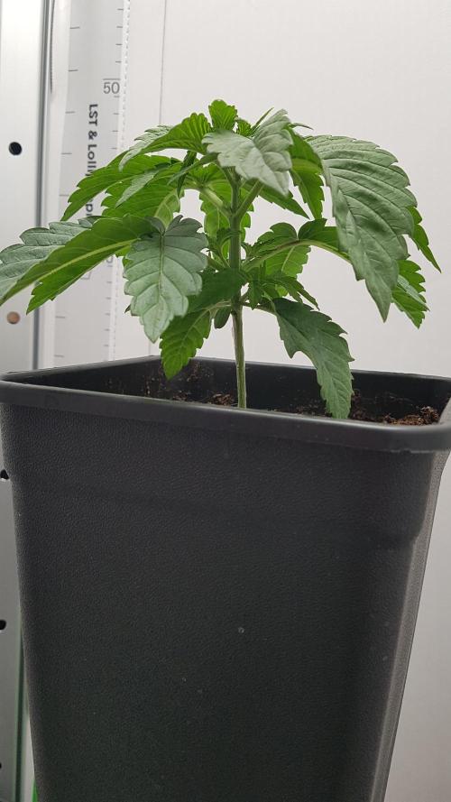 White coconut pie. Week 2