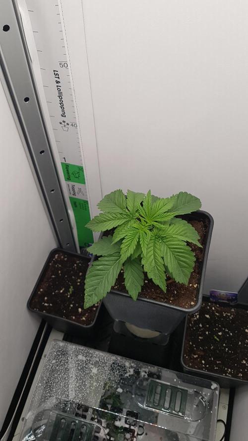 White coconut pie. Week 2