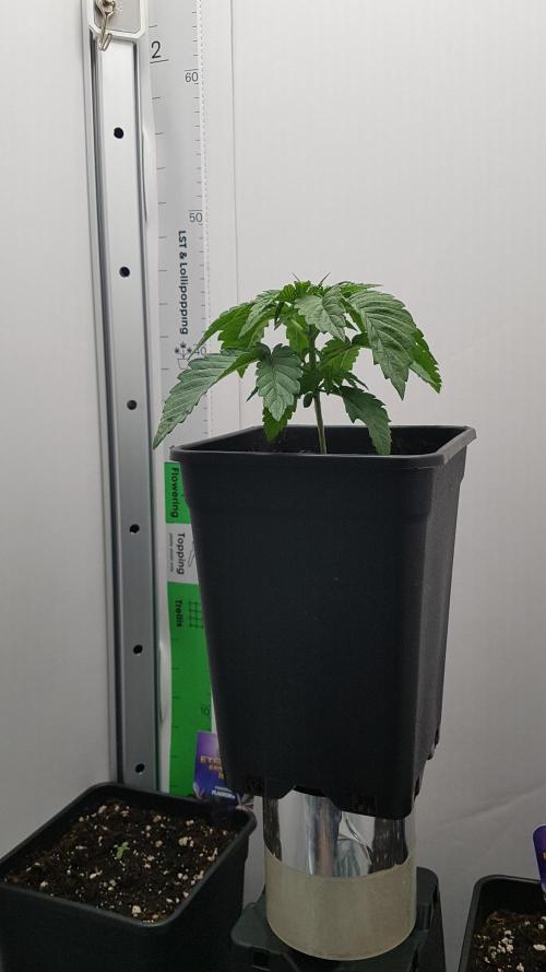 White coconut pie. Week 2