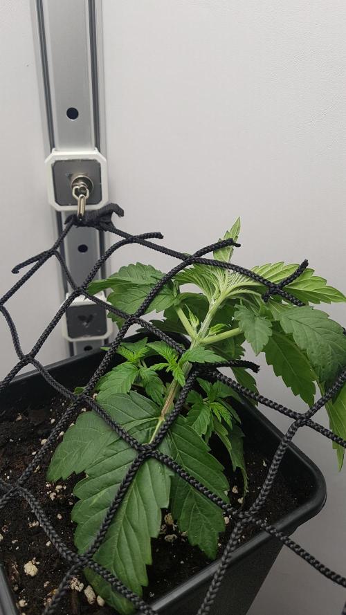 White coconut pie. Week 3